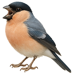 Eurasian Bullfinch